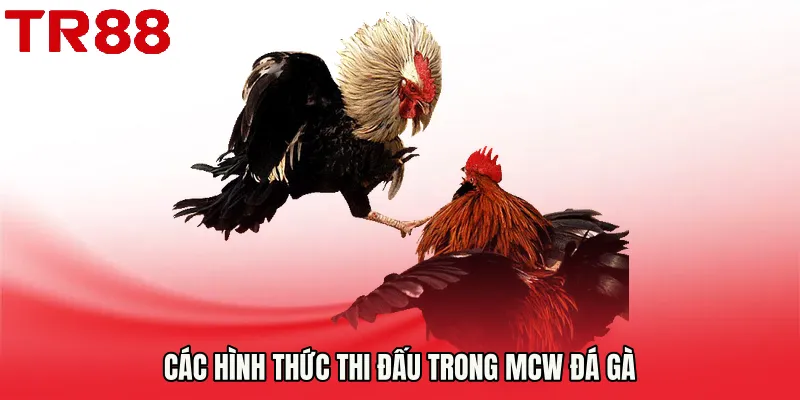 Các hình thức thi đấu trong Mcw đá gà