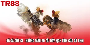 Đá Gà Đòn C1 - Những Màn So Tài Đầy Kịch Tính Của Gà Chọi