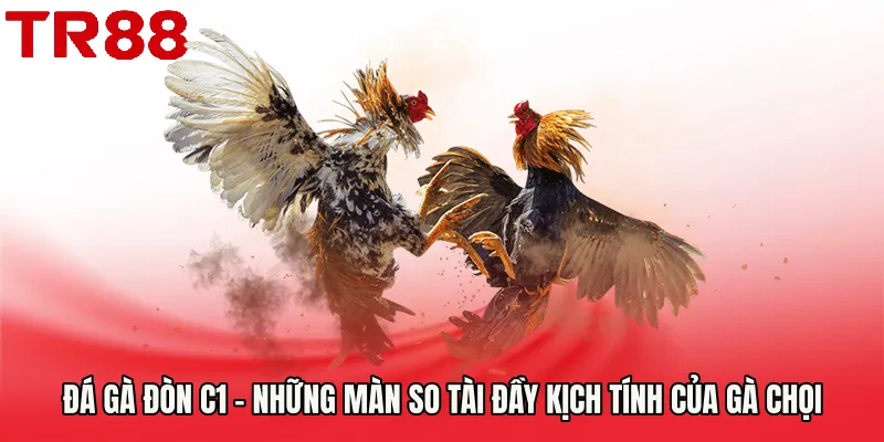 Đá Gà Đòn C1 - Những Màn So Tài Đầy Kịch Tính Của Gà Chọi