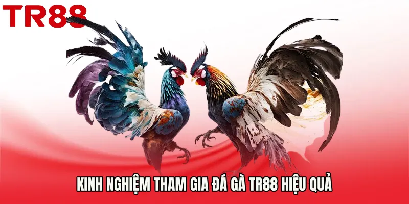 Kinh nghiệm tham gia Đá Gà TR88 hiệu quả