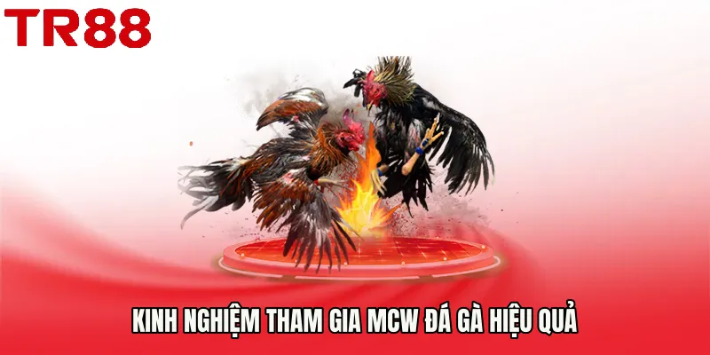 Kinh nghiệm tham gia Mcw đá gà hiệu quả