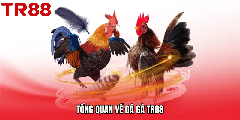 Tổng quan về Đá Gà TR88