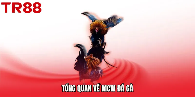 Tổng quan về Mcw đá gà